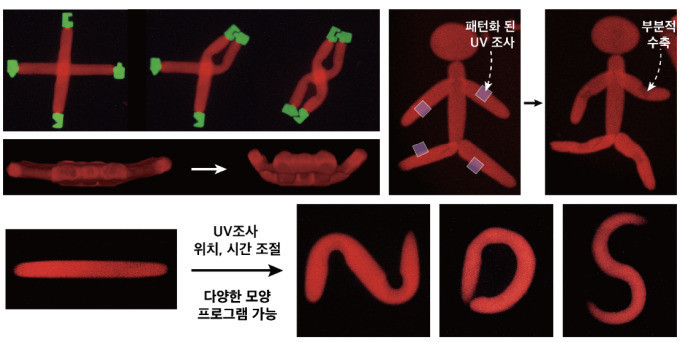 GIST, 마이크로 수화젤의 변형 및...